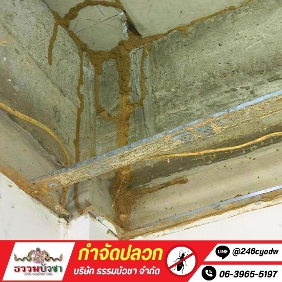 กําจัดปลวกราคาถูก นครปฐม กําจัดปลวกราคาถูก นครปฐม  รับกำจัดปลวก แมลง  บริษัทกำจัดแมลง  กําจัดปลวก ใกล้ฉัน  รับกำจัดปลวก นครปฐม 