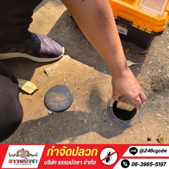 กำจัดปลวก นครปฐม - ธรรมบัวชา - กำจัดปลวกนครปฐม