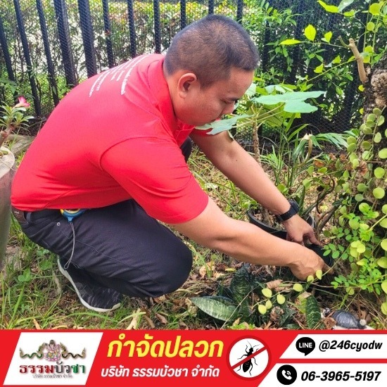 กำจัดปลวก นครปฐม - ธรรมบัวชา - บริษัทกำจัดปลวกนครปฐม