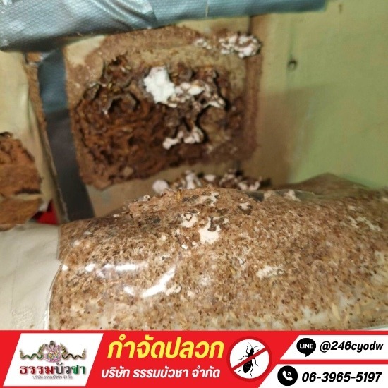 กำจัดปลวก นครปฐม - ธรรมบัวชา - รับกำจัดปลวกเร่งด่วน นครปฐม